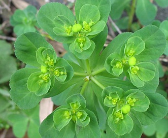 Euphorbia helioscopia