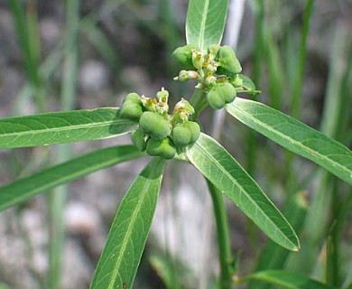 Euphorbia heterophylla