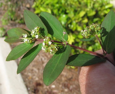 Euphorbia hypericifolia