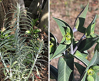 Euphorbia lathyris