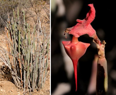 Euphorbia lomelii