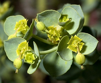 Euphorbia lurida