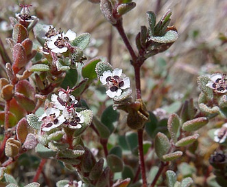 Euphorbia melanadenia