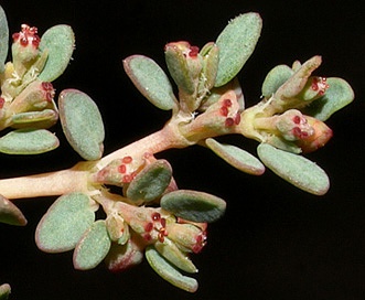 Euphorbia micromera