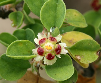 Euphorbia misera