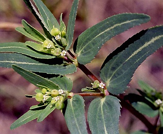 Euphorbia nutans