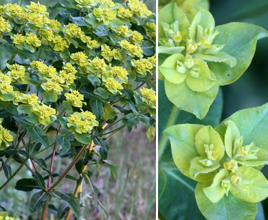 Euphorbia oblongata