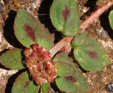 Euphorbia ophthalmica