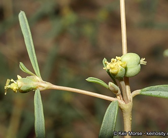 Euphorbia parryi