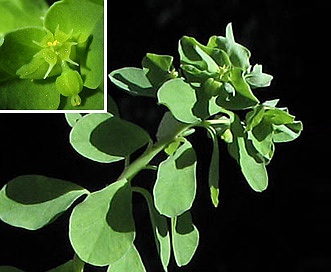 Euphorbia peplus