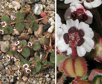 Euphorbia polycarpa