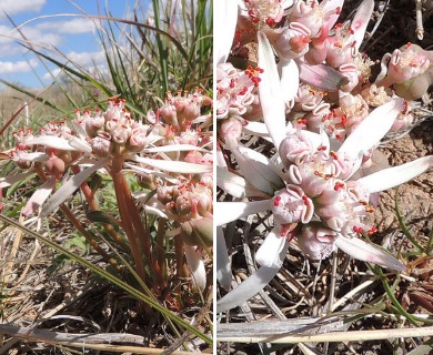 Euphorbia radians