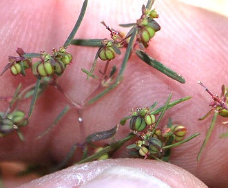 Euphorbia revoluta