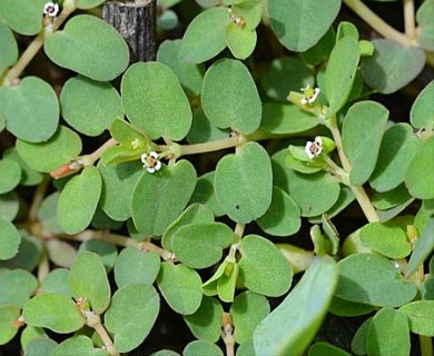 Euphorbia serpens