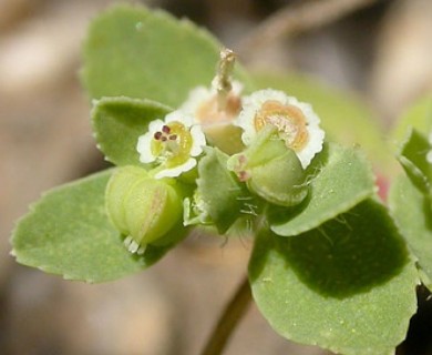 Euphorbia serpillifolia