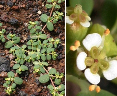 Euphorbia theriaca