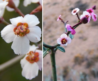 Euphorbia xanti