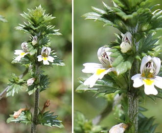 Euphrasia nemorosa