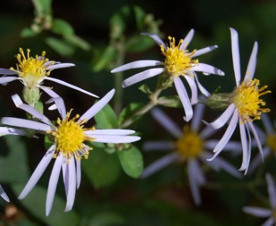 Eurybia macrophylla