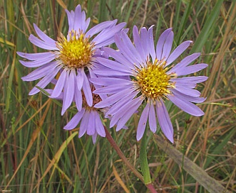 Eurybia paludosa