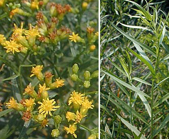 Euthamia gymnospermoides