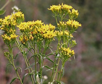 Euthamia leptocephala