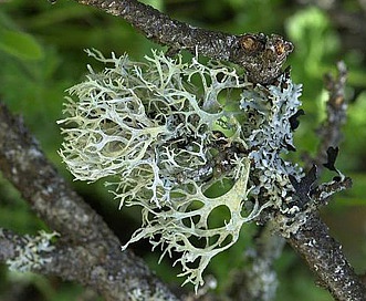 Evernia prunastri