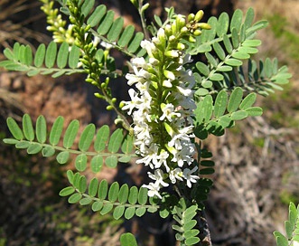 Eysenhardtia orthocarpa