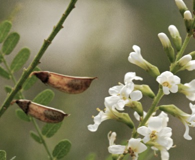 Eysenhardtia texana