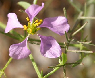 Fagonia pachyacantha