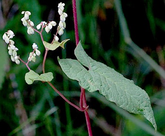 Fallopia cilinodis