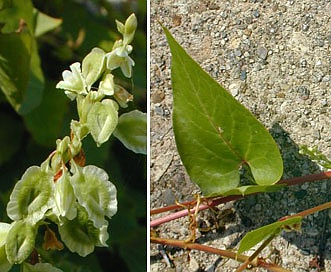 Fallopia scandens