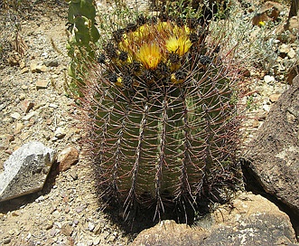 Ferocactus emoryi