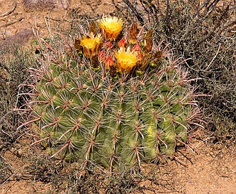 Ferocactus wislizeni  fishhook barrel cactus