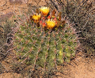 Ferocactus wislizeni (Fishhook barrel cactus)