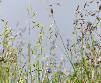 Festuca altaica