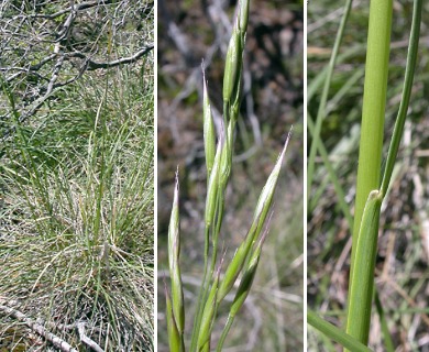 Festuca californica