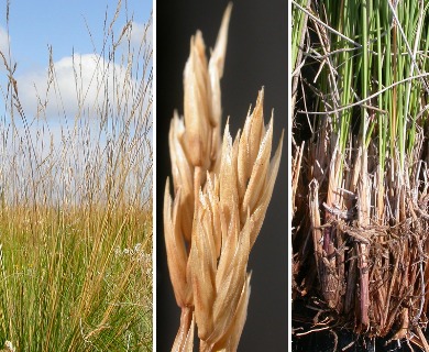 Festuca campestris