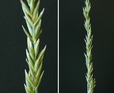 Festuca filiformis