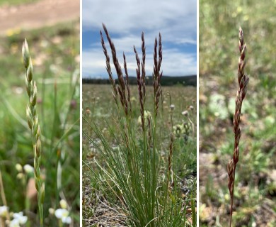 Festuca hallii