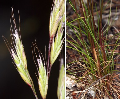 Festuca occidentalis