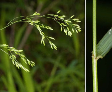 Festuca paradoxa