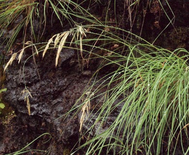 Festuca roemeri