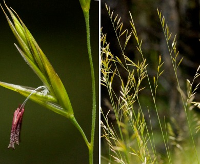 Festuca thurberi