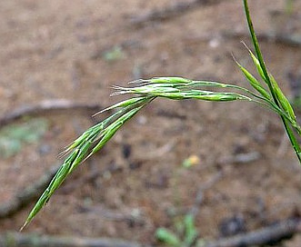 Festuca trachyphylla