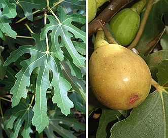 Ficus carica