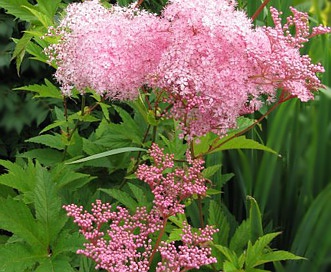 Filipendula rubra