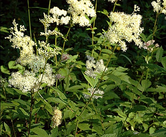 Filipendula ulmaria