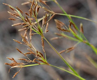 Fimbristylis autumnalis