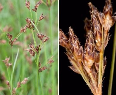 Fimbristylis caroliniana